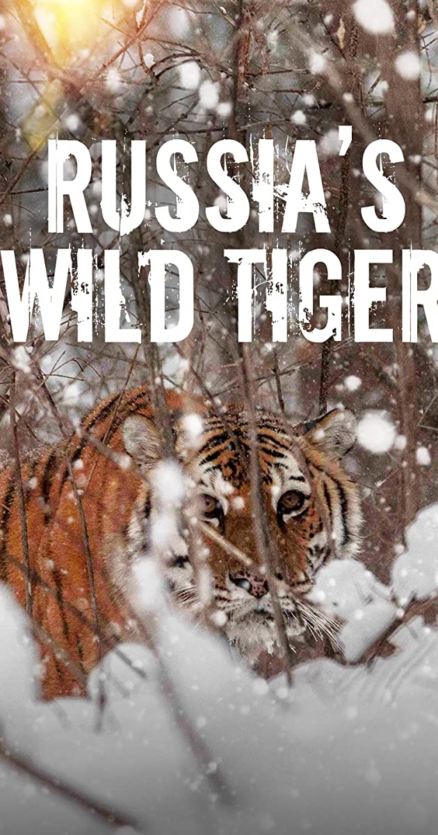 "Big Cat Week" Russia's Wild Tiger
