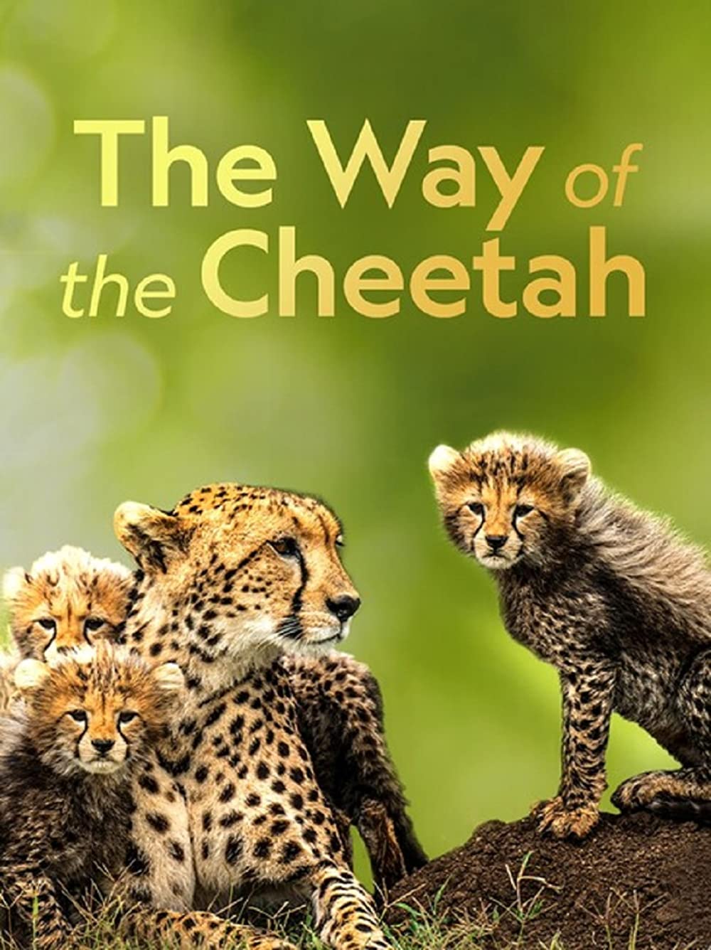 "Big Cat Week" The Way of the Cheetah